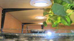 aquarium-von-thomas-roth-becken-794_Halogenbeleuchtung unter Pflanzenkasten