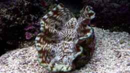 aquarium-von-lars-leonhardt-becken-7965_Tridacna derasa