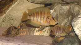 aquarium-von-yigit-nur-becken-798_Altolamprologus Comprecciceps