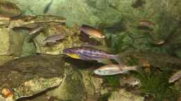 Aquarium einrichten mit Benthochromis Tricoti mit Weibchen