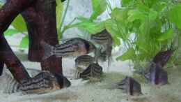 Foto mit Gruppe Corydoras schwartzii