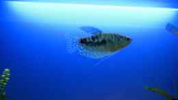 Aquarium einrichten mit Blauer Fadenfisch