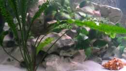 aquarium-von-ricardo-kisker-becken-805_Cryptocoryne wachsen wie mist im Becken