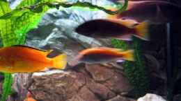 aquarium-von-ricardo-kisker-becken-805_bunte Mischung der Malawis`s