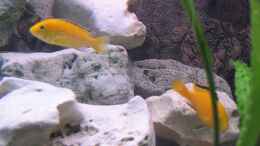 aquarium-von-ricardo-kisker-becken-805_Junfische gelber Malawi inzwischen super gewachsen und schon