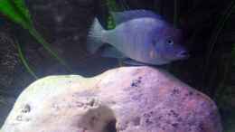 aquarium-von-ricardo-kisker-becken-805_Cyrtocara moori (Blauer Delphinbuntbarsch)