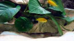 aquarium-von-ricardo-kisker-becken-805_Nachwuchs + ganz frischer Nachwuchs (gelber Malawi)