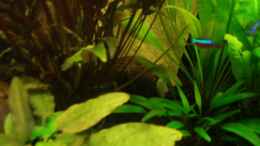 aquarium-von-melanie-becken-8053-nur-noch-als-beispiel_Kokosnusshälfte - das Zuhause des einen Kakadu-Weibchens