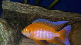 aquarium-von-michael-gruendl-becken-806_Aulonocara Eureka Albino