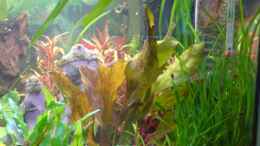 aquarium-von-sebastian-becker-becken-8066_Update 24.07. Bild 2