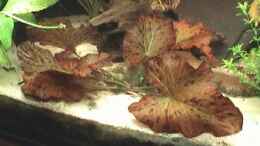 aquarium-von-rasrol-300l---aufgeloest_Nymhaea lotus