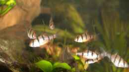 Aquarium einrichten mit nochmal Fünfgürtelbarben