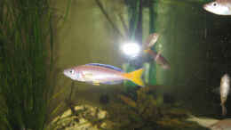 aquarium-von-marco-schwabe-becken-819_Cyprichromis leptosoma -Bock