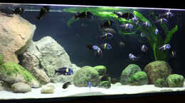 aquarium-von-maswa-becken-8211_Mein 700L Tropheus-, Petrochromis-, Eretmodus-Becken