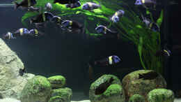 aquarium-von-maswa-becken-8211_Rechte Beckenhälfte mit Cryptocoryne aponogetifolia