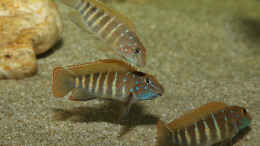 Aquarium einrichten mit Eretmodus cyanostictus orange dorsal WF Gruppe