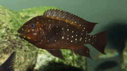 Aquarium einrichten mit Petrochromis trewavasae WF female