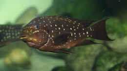 Foto mit Petrochromis trewavasae WF Eier 1