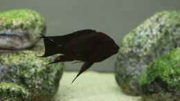 Foto mit Petrochromis trewavasae WF male