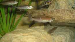Foto mit cyprichromis microlepidotus