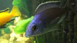 Foto mit Placidochromis  electra blue M