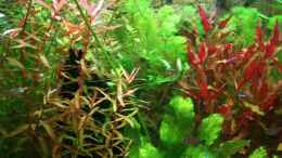 Aquarium einrichten mit Ammannia gracilis, Echinodorus Ozelot