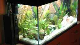 aquarium-von-ron-schaepe-becken-8305_mein Becken