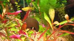 aquarium-von-andi-b-becken-8311_Eine Halbekokosnussschale versteckt hinter pflanzen