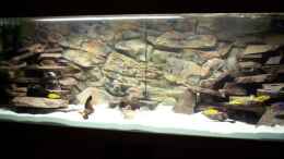 aquarium-von-cichliden-aquarium-de-becken-8330_