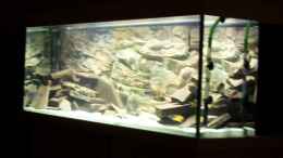 aquarium-von-cichliden-aquarium-de-becken-8330_