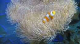 aquarium-von-markus-rauch-becken-835_Amphiprion ocellaris (Falscher Clown - Anemonenfisch)