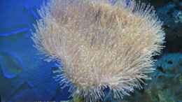 aquarium-von-markus-rauch-becken-835_Sarcophyton tenuispiculatum (Lederkoralle)