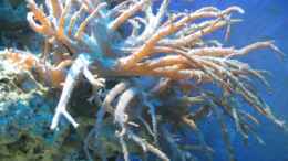 aquarium-von-markus-rauch-becken-835_Sinularia flexibilis (Spaghettikoralle)