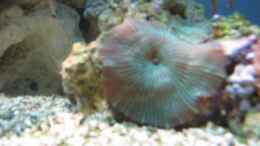 Aquarium einrichten mit Discosoma sp. gestreift (Scheibenanemone) 