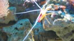 Aquarium einrichten mit Lysmata amboinensis (Weißbandputzergarnele) 