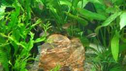aquarium-von-kasa-becken-8407_Colorado Rock mit Javafarn