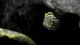 Foto mit Melanochromis auratus (M) Closeup frontal