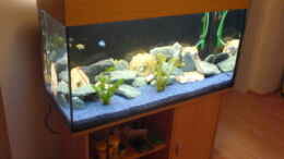 aquarium-von-lachica-becken-8417_Das Becken früher mit blauem Kies Feb07