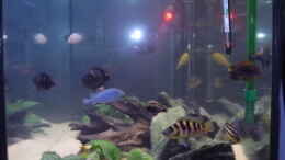 aquarium-von-lachica-becken-8417_Mondlicht + normale Beleuchtung von rechts