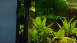 aquarium-von-lachica-becken-8422_Heizstab und Guppytank