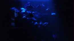 aquarium-von-greedo-160-liter-becken_bei Mondlicht