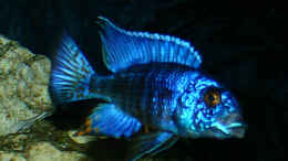 aquarium-von-steffen-katterbe-becken-846_stuartgrandi chilumba ein herrliches blau