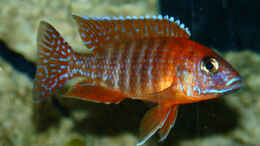 aquarium-von-steffen-katterbe-becken-846_Red Rubin, wie man an dem schönen Rot sieht