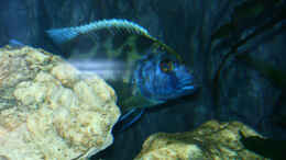aquarium-von-steffen-katterbe-becken-846_Nimbochromis Venustus, Der Chef!