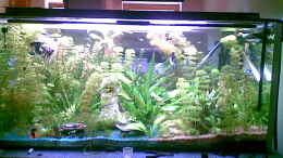 aquarium-von-bastian-linsenmeier-becken-8460_mein aquarium mit 468 liter