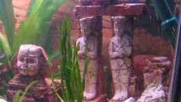 aquarium-von-gaspode-becken-8478_Abu Simbel und Sphinx
