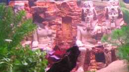 aquarium-von-gaspode-becken-8478_Abu Simbel