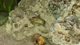 aquarium-von-birkenzeisig-becken-850-aufgeloest_ Synodontis multipunktatus