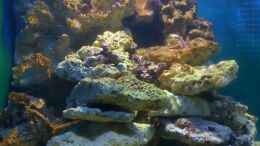 aquarium-von-alex-buehr-meerwasser-wuerfel_nach 2 Wochen 
