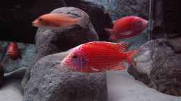 aquarium-von-wede1980-becken-856_meine neuesten Errungenschaften, feuerrote firefish...